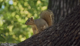 Squirrel - Imgflip