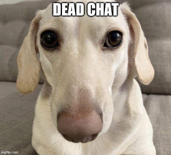 homophobic dog | DEAD CHAT | image tagged in homophobic dog | made w/ Imgflip meme maker