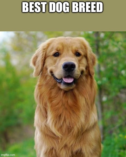 Beautiful | BEST DOG BREED | image tagged in beautiful,golden,soft,golden retriever | made w/ Imgflip meme maker