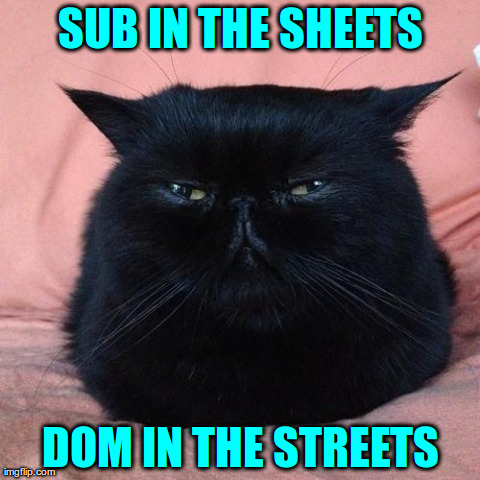 nonplussed cat | SUB IN THE SHEETS DOM IN THE STREETS | image tagged in nonplussed cat | made w/ Imgflip meme maker