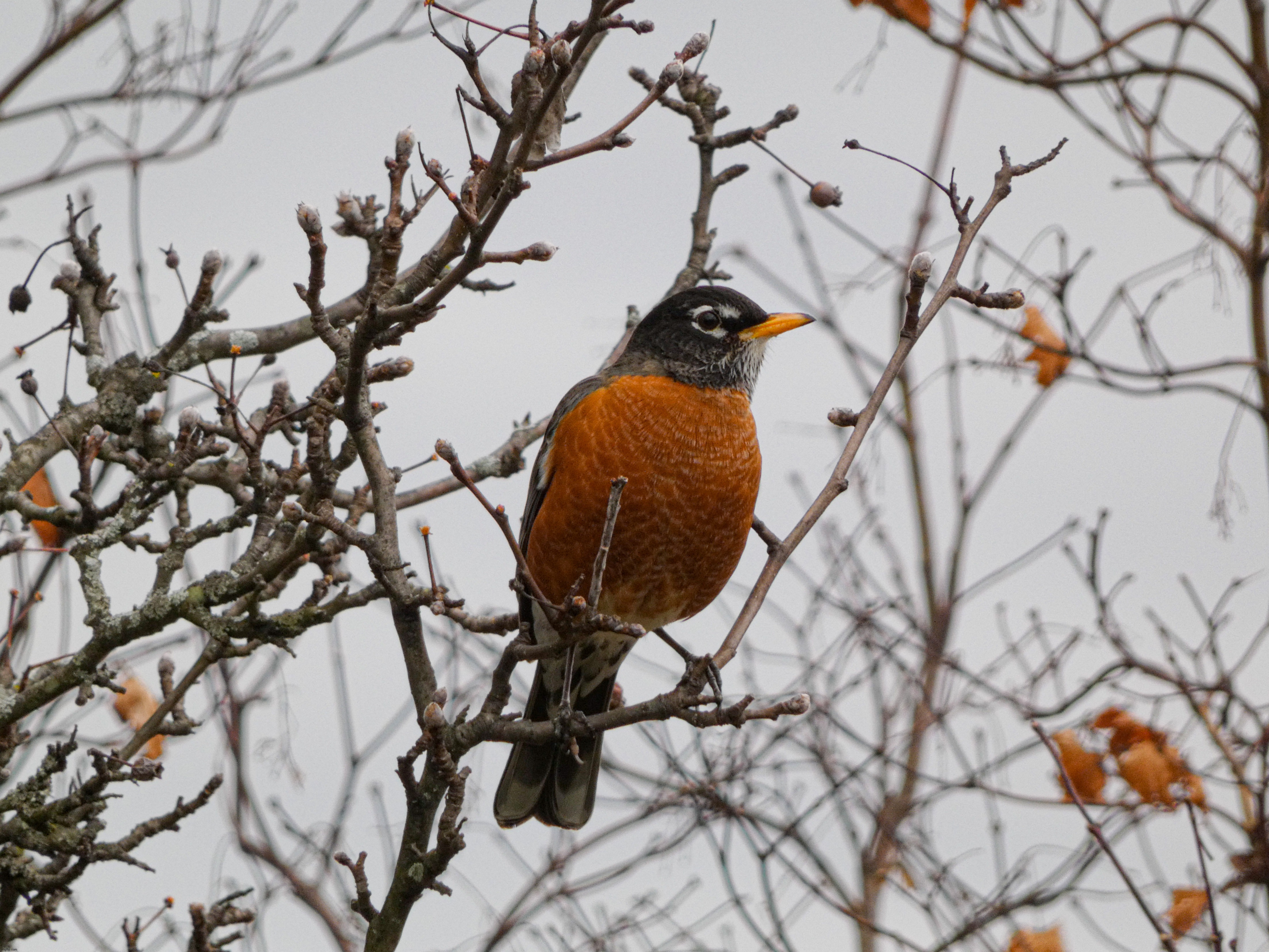 One of my best bird photos yet, a picture of an American Robin that I took today | image tagged in share your own photos | made w/ Imgflip meme maker