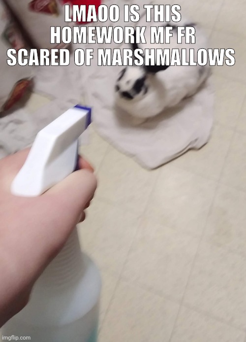 juju | LMAOO IS THIS HOMEWORK MF FR SCARED OF MARSHMALLOWS | image tagged in juju | made w/ Imgflip meme maker