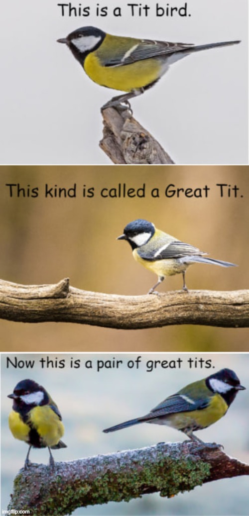 Great Tits | image tagged in never gonna give you up,never gonna let you down,never gonna run around,and desert you | made w/ Imgflip meme maker