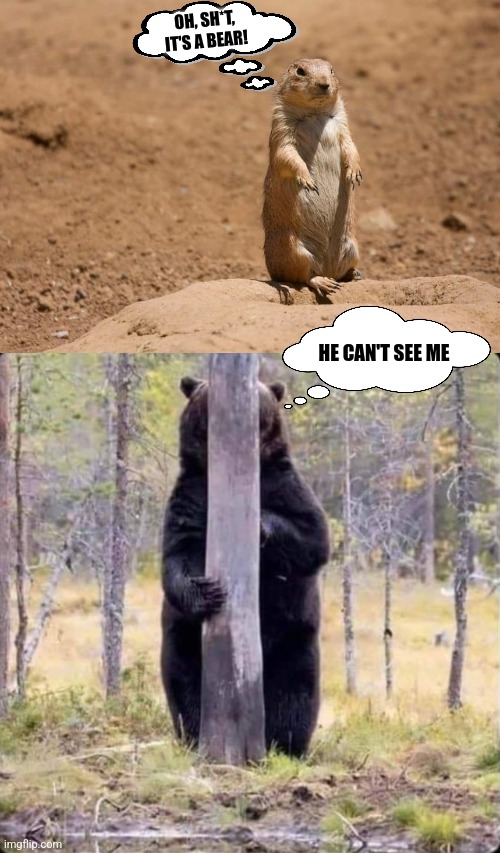 Barely Visable | OH, SH*T, IT'S A BEAR! HE CAN'T SEE ME | image tagged in bears,groundhog,funny animals | made w/ Imgflip meme maker