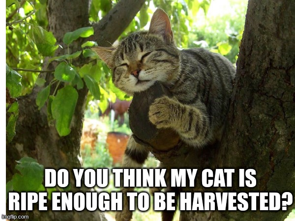 DO YOU THINK MY CAT IS RIPE ENOUGH TO BE HARVESTED? | image tagged in cat,tree,harvest,funny,why are you reading the tags | made w/ Imgflip meme maker