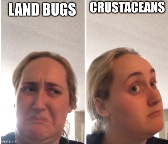 water bugs | CRUSTACEANS; LAND BUGS | image tagged in kombucha girl | made w/ Imgflip meme maker
