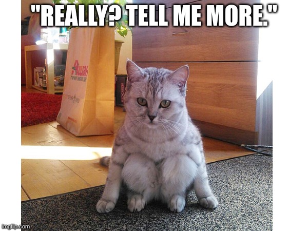 "REALLY? TELL ME MORE." | image tagged in cat,sitting,funny,oh wow are you actually reading these tags | made w/ Imgflip meme maker