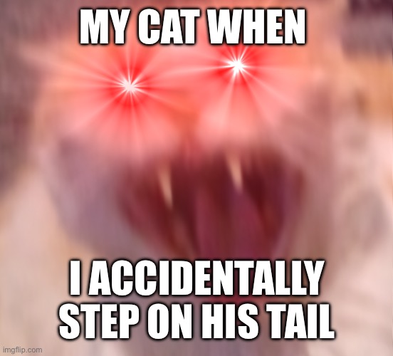 All The Time! | MY CAT WHEN; I ACCIDENTALLY STEP ON HIS TAIL | image tagged in angry cat | made w/ Imgflip meme maker