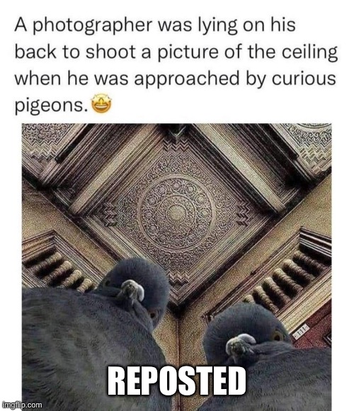 REPOSTED | image tagged in birb,photo,too funny | made w/ Imgflip meme maker
