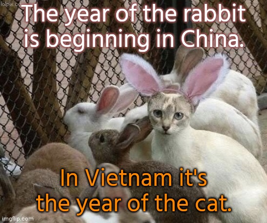 Happy new year. | The year of the rabbit is beginning in China. In Vietnam it's the year of the cat. | image tagged in cat bunny ears imposter,asian,tradition,zodiac signs | made w/ Imgflip meme maker