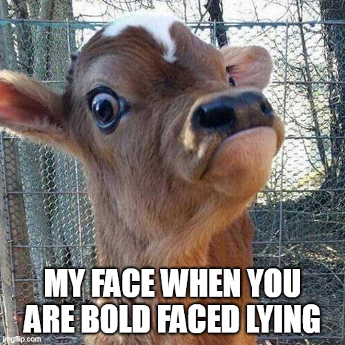 my face when you are bold faced lying | MY FACE WHEN YOU ARE BOLD FACED LYING | image tagged in cow,funny,lying,calf | made w/ Imgflip meme maker