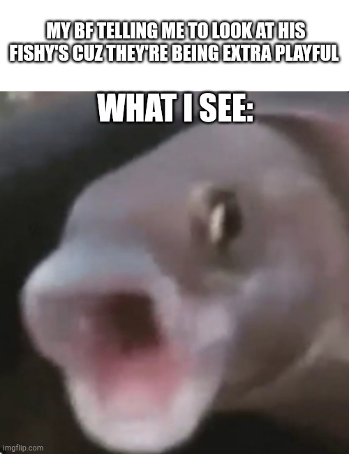 Poggers Fish | MY BF TELLING ME TO LOOK AT HIS FISHY'S CUZ THEY'RE BEING EXTRA PLAYFUL; WHAT I SEE: | image tagged in poggers fish | made w/ Imgflip meme maker