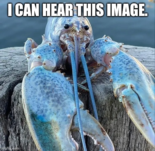 And you can too. | I CAN HEAR THIS IMAGE. | image tagged in the blue lobster,funny,memes,low effort | made w/ Imgflip meme maker