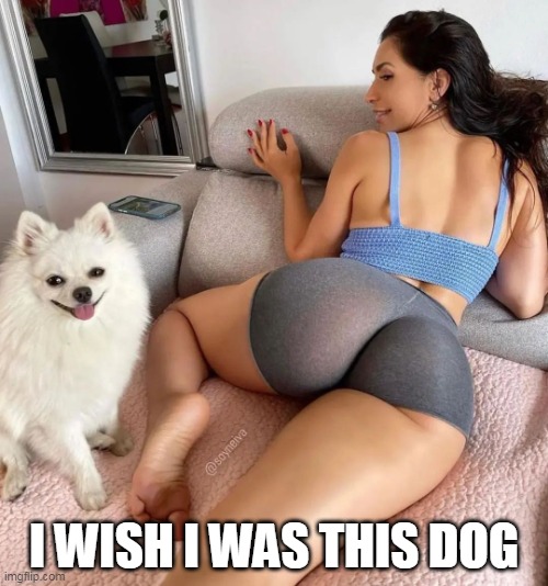 I wish I was this dog | I WISH I WAS THIS DOG | image tagged in booty,funny,dog,posing,sexy | made w/ Imgflip meme maker