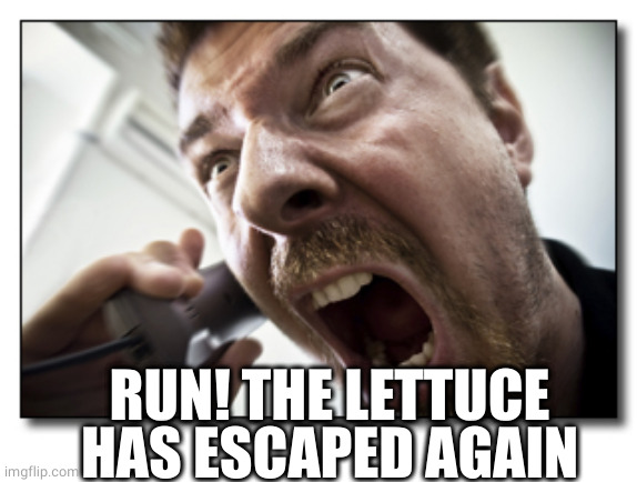 Shouter Meme | RUN! THE LETTUCE HAS ESCAPED AGAIN | image tagged in memes,shouter | made w/ Imgflip meme maker