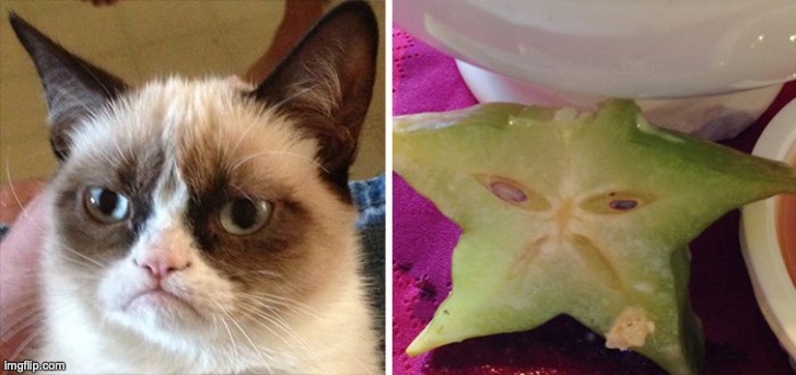is it me or the fruit looks like the cat | image tagged in cats,memes,funny,lol,fruits,grumpy cats | made w/ Imgflip meme maker