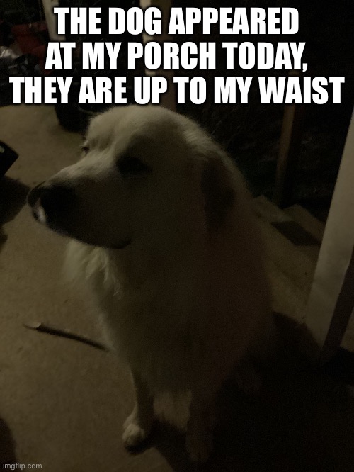 It’s night cause I decided to take a pic then. | THE DOG APPEARED AT MY PORCH TODAY, THEY ARE UP TO MY WAIST | made w/ Imgflip meme maker