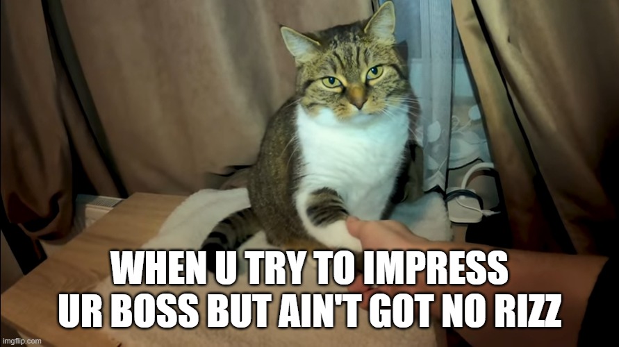 the cat is not amused | WHEN U TRY TO IMPRESS UR BOSS BUT AIN'T GOT NO RIZZ | image tagged in cat,boss | made w/ Imgflip meme maker