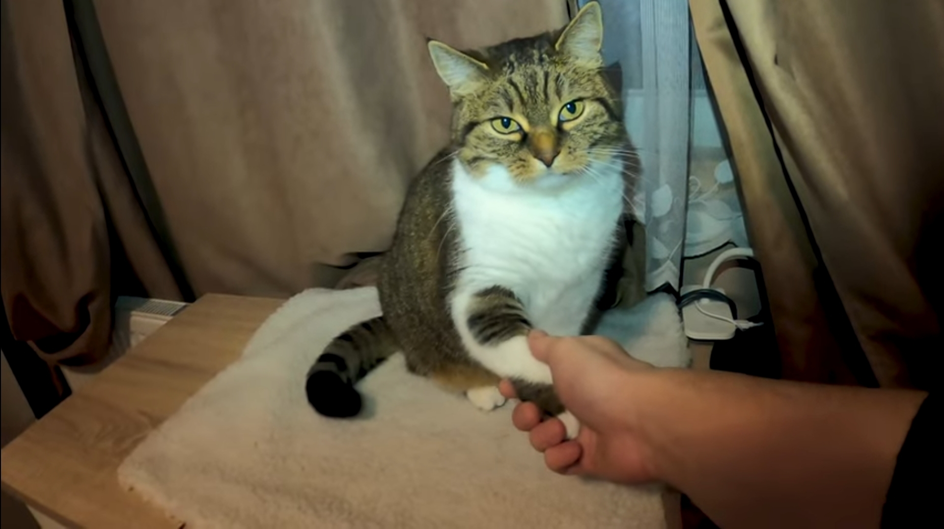 cat shake hands Blank Meme Template