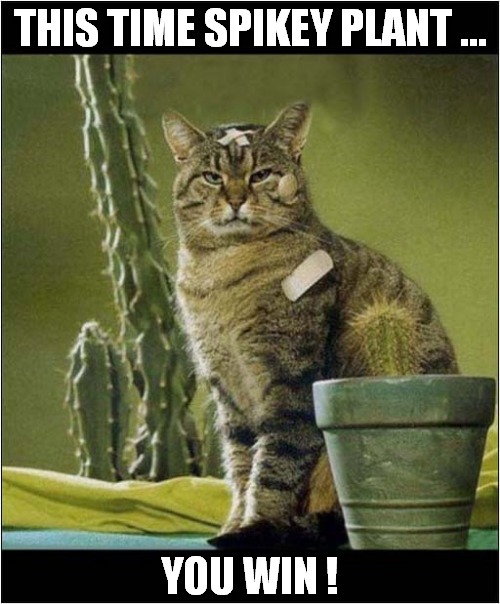 Cat Vs Cactus ! | THIS TIME SPIKEY PLANT ... YOU WIN ! | image tagged in cats,cactus | made w/ Imgflip meme maker
