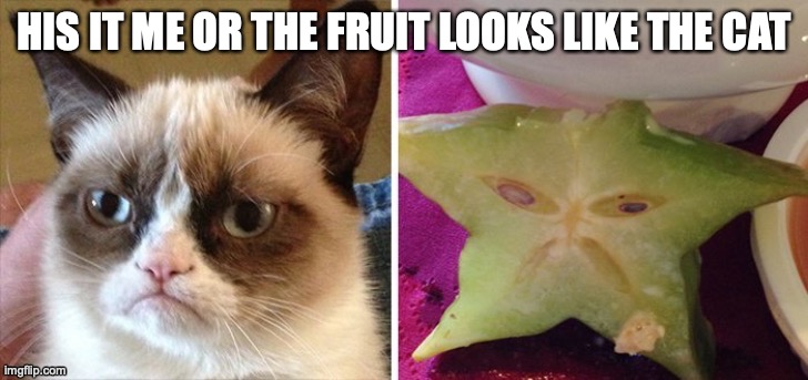 they dude i posted on image | HIS IT ME OR THE FRUIT LOOKS LIKE THE CAT | image tagged in cat,friend,funny | made w/ Imgflip meme maker