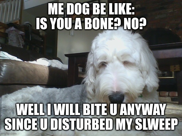 ME DOG BE LIKE:
IS YOU A BONE? NO? WELL I WILL BITE U ANYWAY SINCE U DISTURBED MY SLWEEP | made w/ Imgflip meme maker