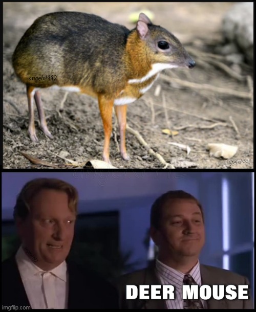 image tagged in animals,deer goose,deer mouse,the pest,gus and leo,chevrotain | made w/ Imgflip meme maker