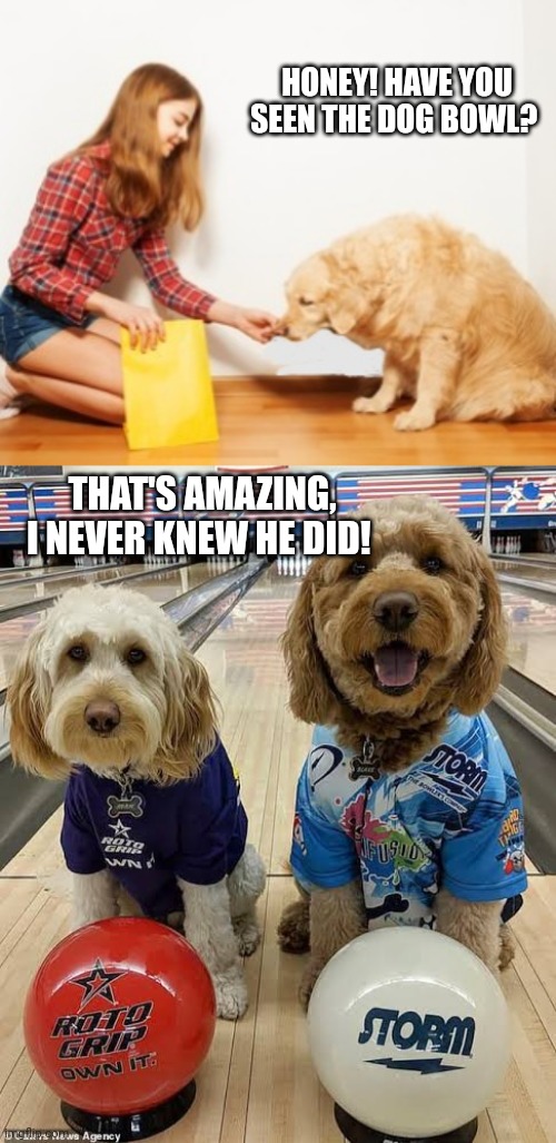 The Dog Bowls | HONEY! HAVE YOU SEEN THE DOG BOWL? THAT'S AMAZING, I NEVER KNEW HE DID! | image tagged in dog,bowl,bowling ball | made w/ Imgflip meme maker
