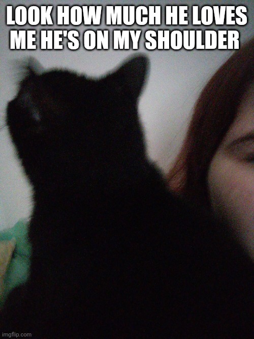 Cat | LOOK HOW MUCH HE LOVES ME HE'S ON MY SHOULDER | image tagged in cats | made w/ Imgflip meme maker