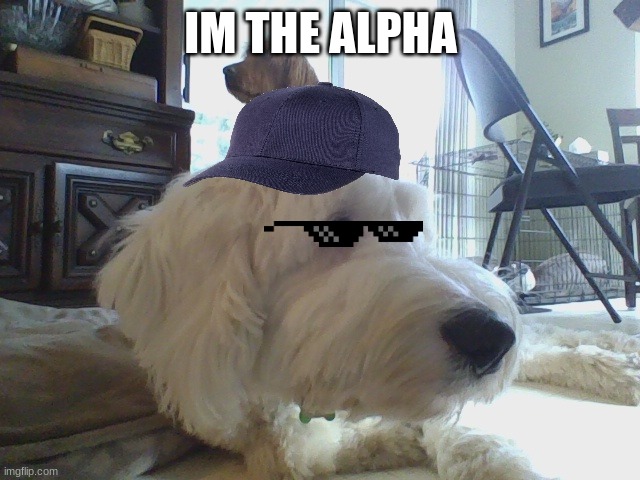 IM THE ALPHA | made w/ Imgflip meme maker