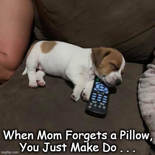 Zzzzzz | When Mom Forgets a Pillow,
You Just Make Do . . . | image tagged in fun,cute puppy,cuteness overload,ahh,funny,wholesome content | made w/ Imgflip meme maker