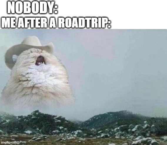 Country Cat | NOBODY:; ME AFTER A ROADTRIP: | image tagged in country cat | made w/ Imgflip meme maker