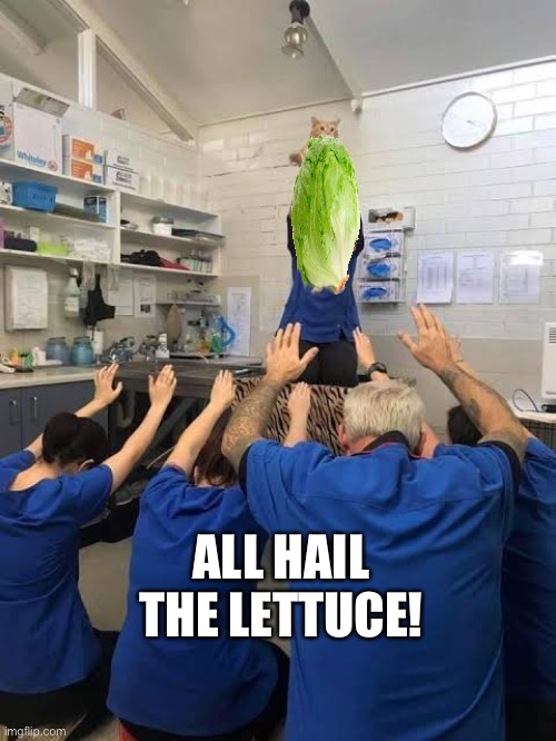 People Worshipping The Cat | ALL HAIL THE LETTUCE! | image tagged in people worshipping the cat | made w/ Imgflip meme maker