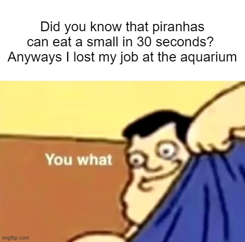 you what | Did you know that piranhas can eat a small in 30 seconds? 
Anyways I lost my job at the aquarium | image tagged in you what | made w/ Imgflip meme maker