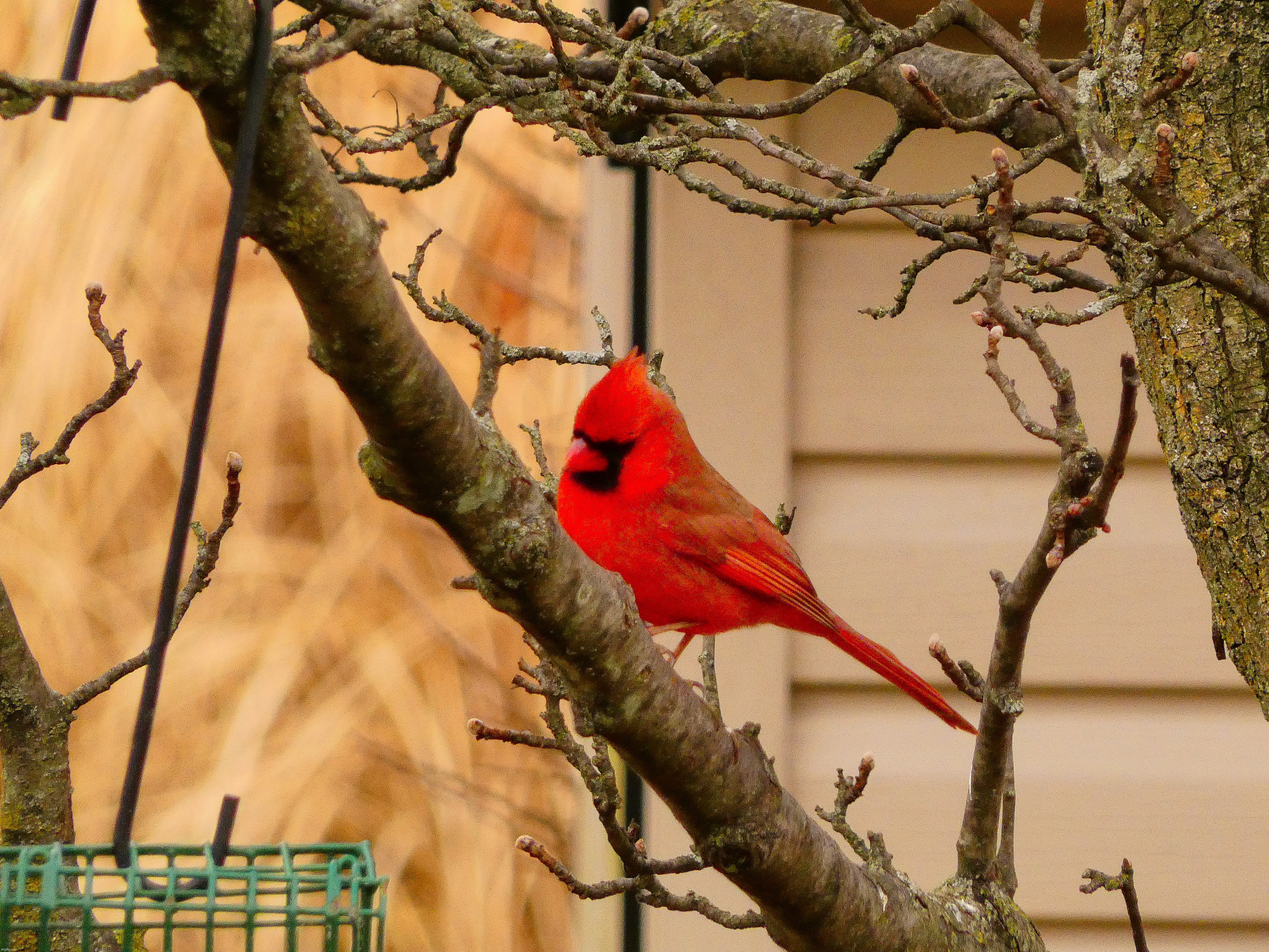 It was cloudy today so I couldn’t get a very good cardinal pic, I will try again when it is sunny though | image tagged in share your own photos | made w/ Imgflip meme maker