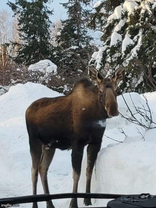 A moose | made w/ Imgflip meme maker