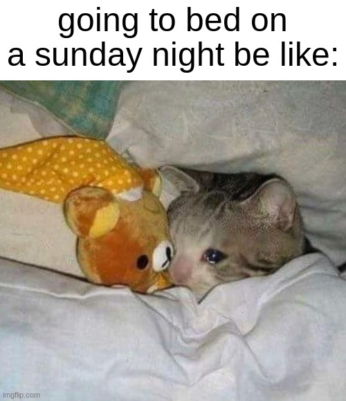 Crying cat | going to bed on a sunday night be like: | image tagged in crying cat,sad,bed | made w/ Imgflip meme maker