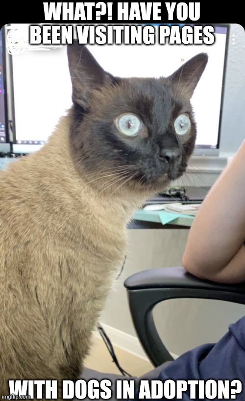 Cat wide eyed stare | WHAT?! HAVE YOU BEEN VISITING PAGES; WITH DOGS IN ADOPTION? | image tagged in cat wide eyed stare | made w/ Imgflip meme maker