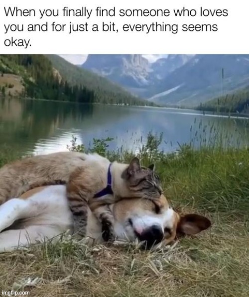 image tagged in wholesome,dogs,cats,memes,repost,funny | made w/ Imgflip meme maker