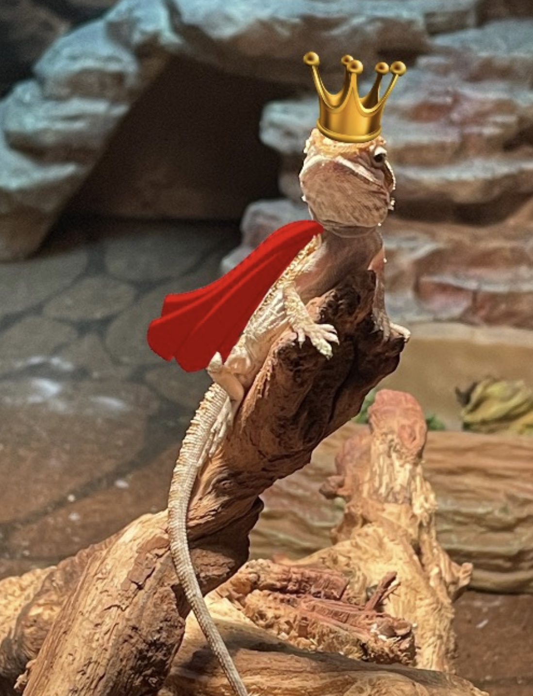 King lizard Blank Meme Template