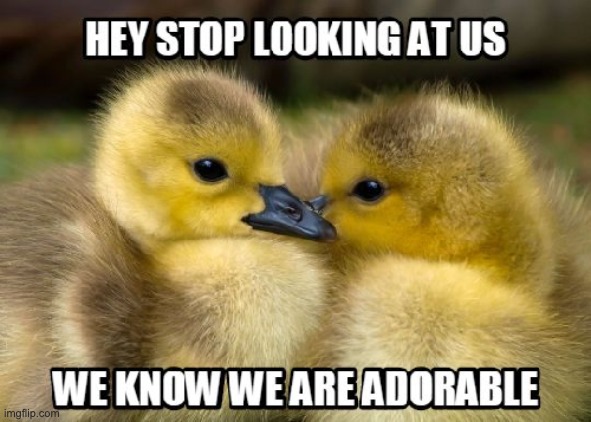 We know we are adorable! | image tagged in ducks,memes,funny,repost,duck,cute | made w/ Imgflip meme maker