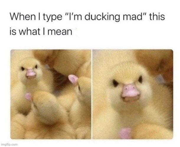 Angry duck | image tagged in angry,duck,ducks,memes,funny,repost | made w/ Imgflip meme maker