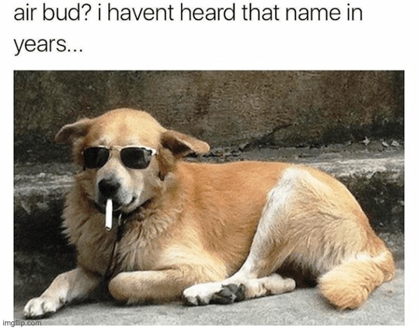 Dog is cool | image tagged in dogs,memes,funny,cool,repost,animals | made w/ Imgflip meme maker