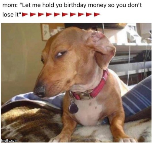 Side eye dog | image tagged in dogs,dog,repost,memes,funny,side eye | made w/ Imgflip meme maker