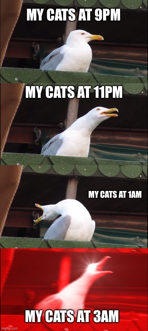 My cats be like | MY CATS AT 9PM; MY CATS AT 11PM; MY CATS AT 1AM; MY CATS AT 3AM | image tagged in memes,inhaling seagull | made w/ Imgflip meme maker