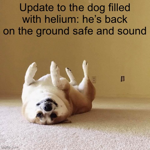 Yay | Update to the dog filled with helium: he’s back on the ground safe and sound | image tagged in upside down dog | made w/ Imgflip meme maker