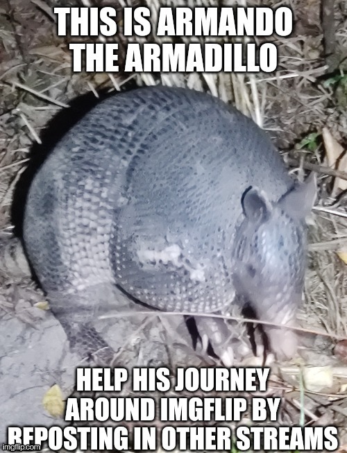 image tagged in armadillo | made w/ Imgflip meme maker