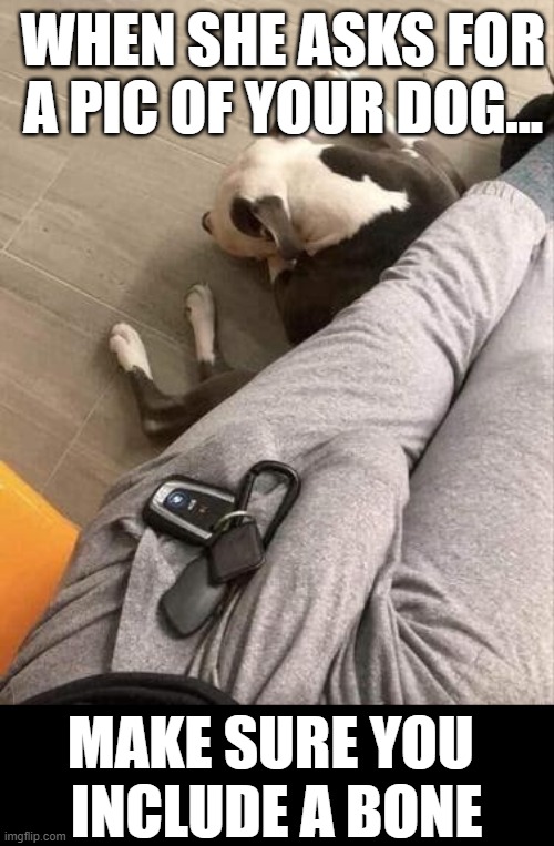 WHEN SHE ASKS FOR A PIC OF YOUR DOG... MAKE SURE YOU 
INCLUDE A BONE | image tagged in dog,dick pic,selfie,double entendre,bone | made w/ Imgflip meme maker