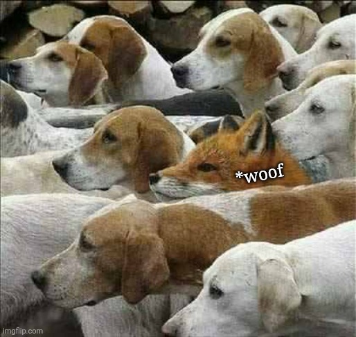 Fox and Foxhounds | *woof | image tagged in fox and foxhounds | made w/ Imgflip meme maker