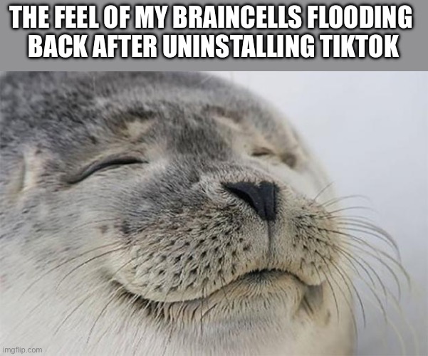 ahhh much better | THE FEEL OF MY BRAINCELLS FLOODING 
BACK AFTER UNINSTALLING TIKTOK | image tagged in memes,satisfied seal | made w/ Imgflip meme maker